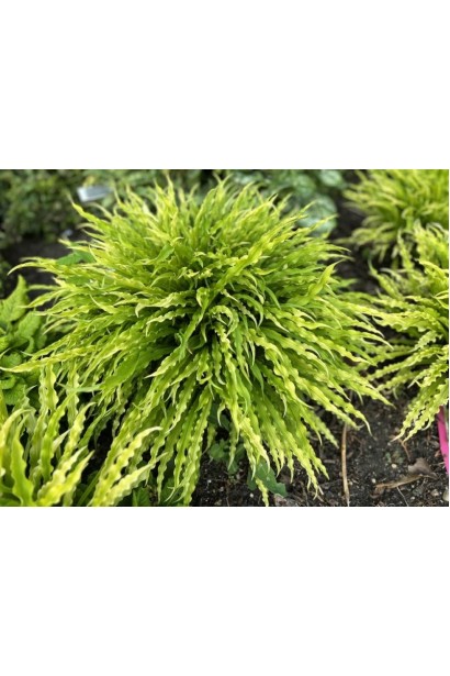 Висота хости Паті Стрімерс